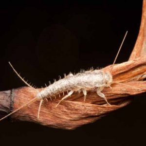 Fishmoth Control Durban handly even the most out of control Silverfish Infestations here in Durban. Pest Worx are seasoned professionals for Crawling Insect Infestations