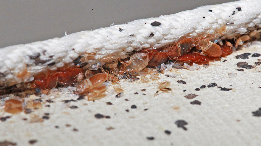 Bed Bug Control Shallcross team of experts know where to Fumigate for maximum effectiveness