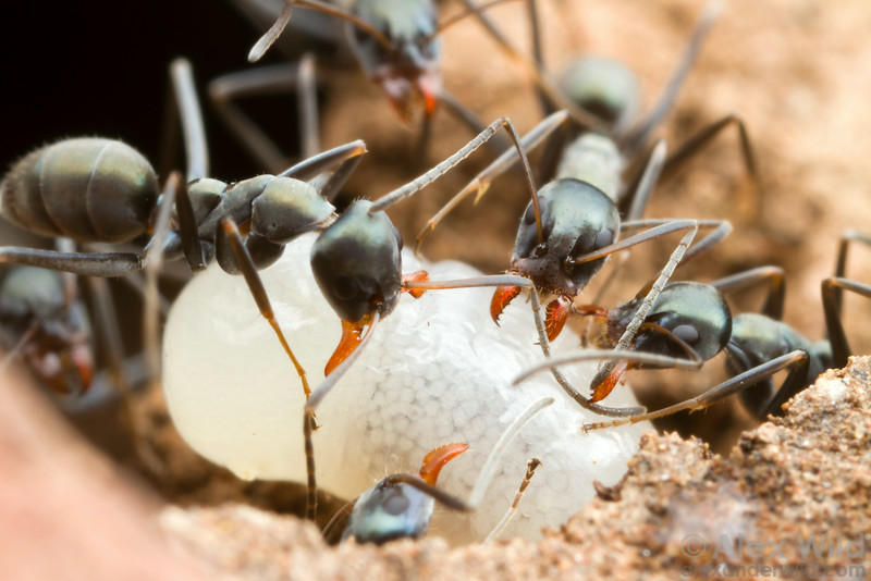 Guaranteed Ant Removal in Cliffdale by your local registered professionals.