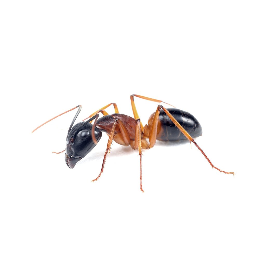 Babded Sugar Ant Control here in Inchanga may be tricky. Leave it up to the professionals here at Pest Worx