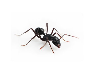 Black Garden Ant Control Drummond lays out a bespoke targeted treatment depending on the species of Ants found around your house. Pest Worx are your local Ant experts