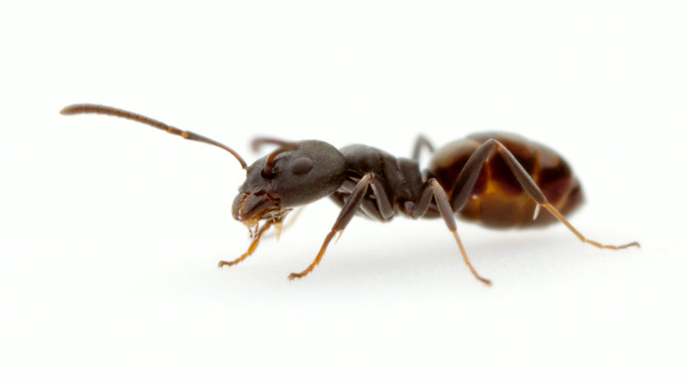 Black House Ant extermination and removal by your local professionals here at Pest Worx